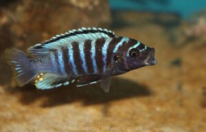 Metriaclima sp. 'aggressive bars'