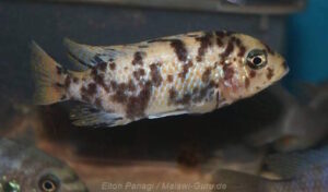 Metriaclima sp. 'aggressive bars'