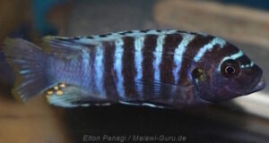 Metriaclima sp. 'aggressive bars'