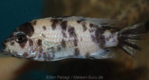 Metriaclima sp. 'aggressive bars'