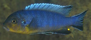 Metriaclima sp. 'aggressive greyhead'