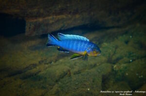 Metriaclima sp. 'aggressive greyhead' Nakatenga Island