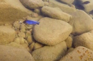 Metriaclima sp. 'aggressive greyhead' Nakatenga Island