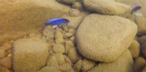 Metriaclima sp. 'aggressive greyhead'