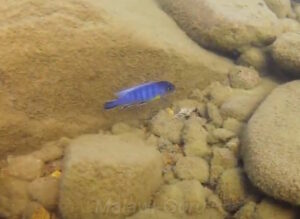 Metriaclima sp. 'aggressive greyhead' Nakatenga Island