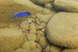 Metriaclima sp. 'aggressive greyhead' Nakatenga Island