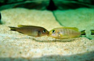 Metriaclima sp. 'daktari' Chiwindi