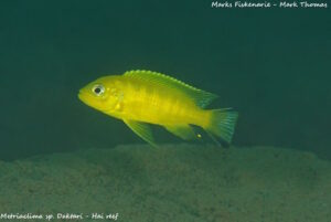 Metriaclima sp. 'daktari'