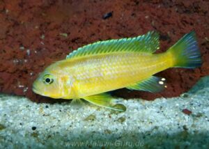 Metriaclima sp. 'daktari'