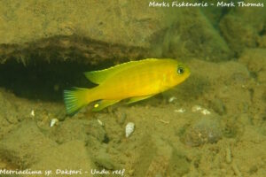 Metriaclima sp. 'daktari' Undu Reef
