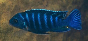 Metriaclima sp. dolphin 'Thumbi point'