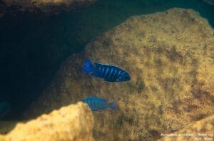 Metriaclima sp. dolphin 'Thumbi point'