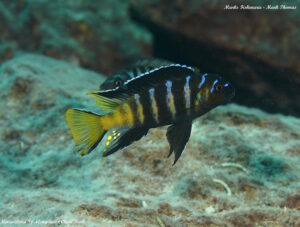 'elongatus goldbar' Chiwi Rocks Metriaclima sp. 'elongatus goldbar' Chiwi Rocks