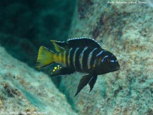 Metriaclima sp. 'elongatus goldbar' Chiwi Rocks