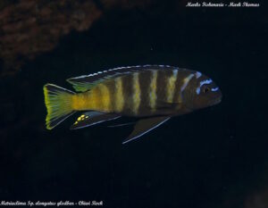 Metriaclima sp. 'elongatus goldbar' Chiwi Rocks