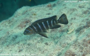 Metriaclima sp. 'elongatus goldbar' Chiwi Rocks