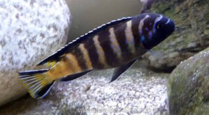 Metriaclima sp. 'elongatus goldbar' Chiwi Rocks