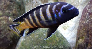 Metriaclima sp. 'elongatus goldbar' Chiwi Rocks