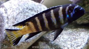 Metriaclima sp. 'elongatus goldbar' Chiwi Rocks