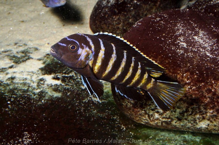 Metriaclima sp. 'elongatus goldbar'