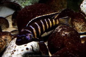 Metriaclima sp. 'elongatus goldbar' Chiwi Rocks
