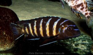 Metriaclima sp. 'elongatus goldbar' Chiwi Rocks