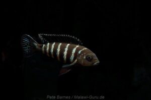 Metriaclima sp. 'elongatus goldbar' Chiwi Rocks