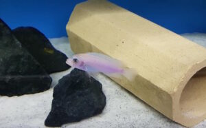 Metriaclima sp. 'estherae blueface' Lumessi