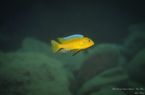 Metriaclima sp. 'kingsizei lupingu'