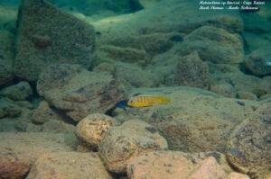 Metriaclima sp. 'kingsizei lupingu'