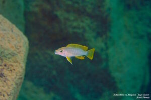 Metriaclima sp. 'kingsizei lupingu'