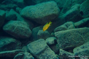 Metriaclima sp. 'kingsizei lupingu'