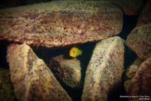 Metriaclima sp. 'kingsizei lupingu'