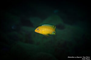 Metriaclima sp. 'kingsizei lupingu'