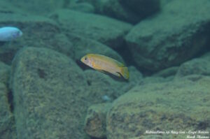 Metriaclima sp. 'kingsizei lupingu'