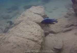 Metriaclima sp. 'kingsizei masimbwe'