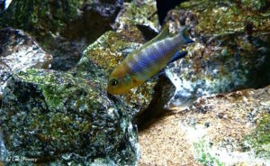 Metriaclima sp. 'lime jalo' Jalo Reef