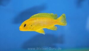 Metriaclima sp. 'lime nkhomo' Mbenji Island Galerie Metriaclima sp. 'lime nkhomo' Arten