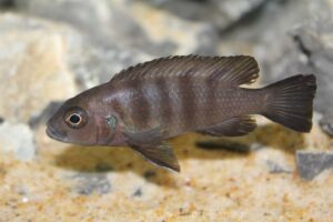Metriaclima sp. 'mbweca'