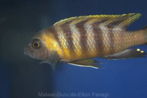 Metriaclima sp. 'mbweca' Mbweca Rocks