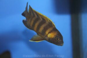 Metriaclima sp. 'mbweca'