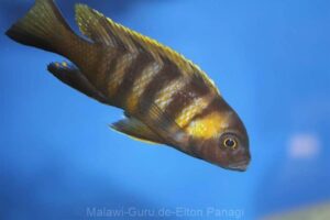 Metriaclima sp. 'mbweca' Mbweca Rocks