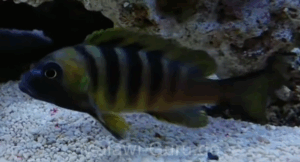 Metriaclima sp. 'mbweca' Mbweca Rocks