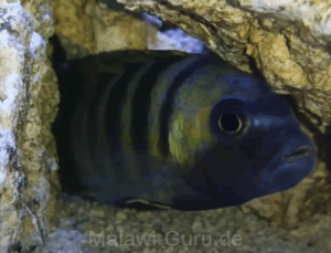 Metriaclima sp. 'mbweca' Mbweca Rocks