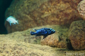 Metriaclima sp. 'msobo' Magunga Galerie Metriaclima sp. 'msobo' Arten