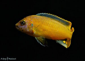 'msobo' Magunga Metriaclima sp. 'msobo'