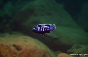 Metriaclima sp. 'msobo'