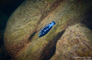 Metriaclima sp. 'msobo' Manda