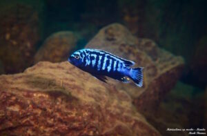 Metriaclima sp. 'msobo' Manda Galerie Metriaclima sp. 'msobo' Manda