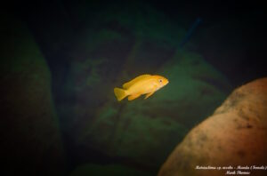 Metriaclima sp. 'msobo' Manda